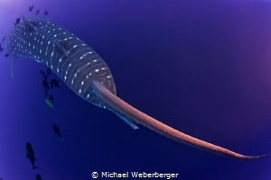 Whale shark tail by Michael Weberberger 